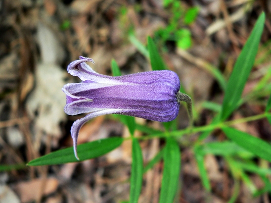{Clematis socialis}
